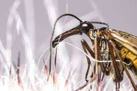 Attēlu rezultāti vaicājumam “Panorpa communis imago”