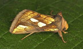 Attēlu rezultāti vaicājumam “Plusia festucae”