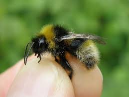 Attēlu rezultāti vaicājumam “Psithyrus sylvestris”