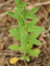 Attēlu rezultāti vaicājumam “Berteroa incana leaf”