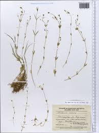 Attēlu rezultāti vaicājumam “Stellaria uliginosa”