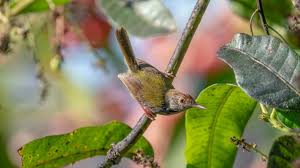 Image result for Hippolais caligata