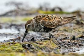 Attēlu rezultāti vaicājumam “Calidris alpina”