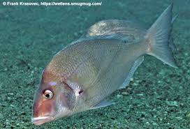 Image result for Stenotomus chrysops