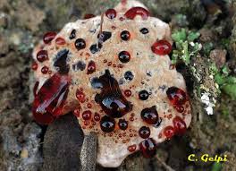 Attēlu rezultāti vaicājumam “Hydnellum ferrugineum”