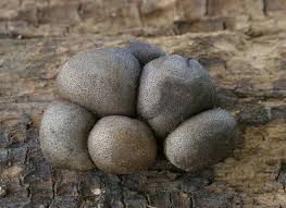 Attēlu rezultāti vaicājumam “Lycogala convexum sessile”