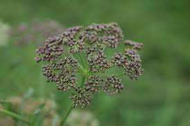 Attēlu rezultāti vaicājumam “Sium latifolium”