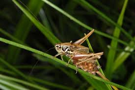 Attēlu rezultāti vaicājumam “Metrioptera roeselii”