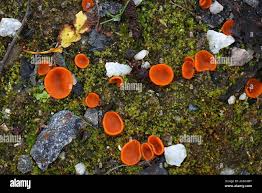 Attēlu rezultāti vaicājumam “Melastiza chateri”