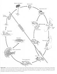 Attēlu rezultāti vaicājumam “Didymium minus spores”