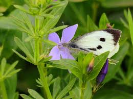 Attēlu rezultāti vaicājumam “Pieris brassicae female”