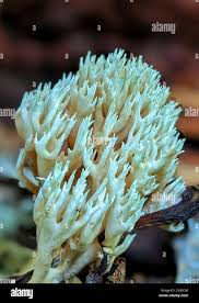 Attēlu rezultāti vaicājumam “Tremellodendropsis tuberosa”