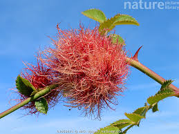 Attēlu rezultāti vaicājumam “Diplolepis rosae”
