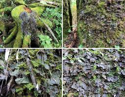 Attēlu rezultāti vaicājumam “Peltigera”