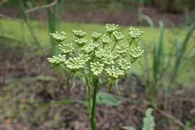 Attēlu rezultāti vaicājumam “Sium latifolium flower”