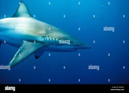 Image result for Carcharhinus brachyurus