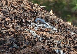 Image result for Clifton Alliance Cc