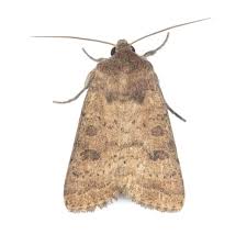 Attēlu rezultāti vaicājumam “Hoplodrina octogenaria”