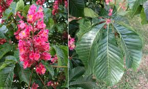 Attēlu rezultāti vaicājumam “Aesculus x hybrida”