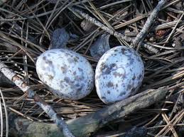 Attēlu rezultāti vaicājumam “Caprimulgus europaeus eggs”