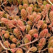 Attēlu rezultāti vaicājumam “Sedum sexangulare leaf”