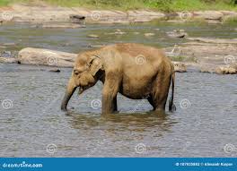 Image result for pinawella