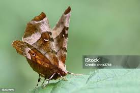 Attēlu rezultāti vaicājumam “Selenia tetralunaria”