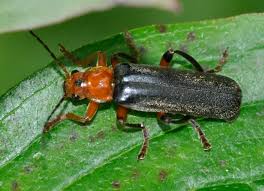 Attēlu rezultāti vaicājumam “Cantharis livida”