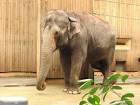 Elefant in zoo public domain - via Daymix