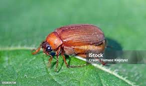 Attēlu rezultāti vaicājumam “Serica brunnea”