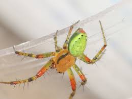 Attēlu rezultāti vaicājumam “Araniella male”