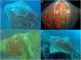 Image result for Megatrygon microps