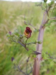 Attēlu rezultāti vaicājumam “Scrophularia umbrosa flower”