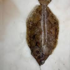 Image result for Microstomus kitt