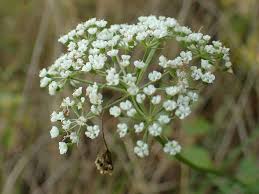 Attēlu rezultāti vaicājumam “Selinum carvifolia”