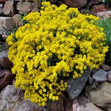 Image result for Alyssum saxatile