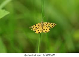 Attēlu rezultāti vaicājumam “Pseudopanthera macularia”