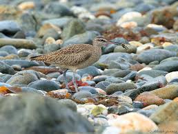 Image result for Numenius hudsonicus