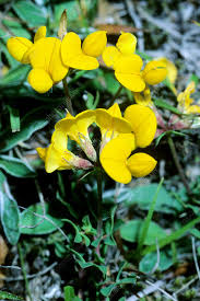 Attēlu rezultāti vaicājumam “Lotus corniculatus flower”