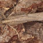 Attēlu rezultāti vaicājumam “Pediasia contaminella”