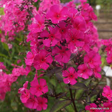 Image result for Phlox paniculata `Sweet Summer`