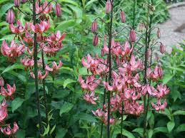 Image result for Lilium martagon `Manitoba Fox`