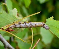 Attēlu rezultāti vaicājumam “Pheosia tremula”
