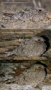 Image result for Caprimulgus aegyptius