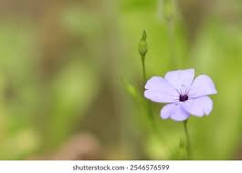 Attēlu rezultāti vaicājumam “Silene viscaria bud”