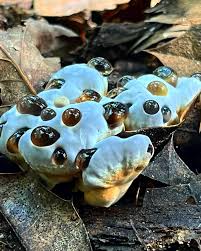 Attēlu rezultāti vaicājumam “Badhamia capsulifera var. arborea sessile”