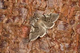 Attēlu rezultāti vaicājumam “Achlya flavicornis”