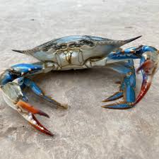 Image result for Callinectes sapidus