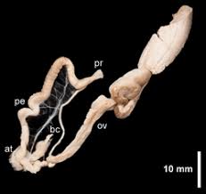Attēlu rezultāti vaicājumam “Limax cinereoniger”