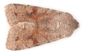 Attēlu rezultāti vaicājumam “Orthosia incerta”